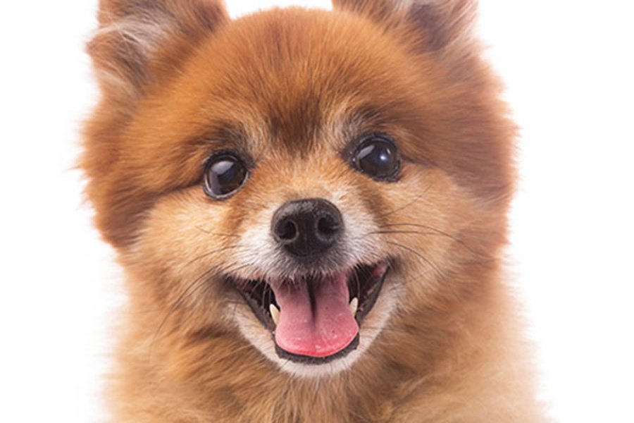 Holidays with your pet Villa del Mar Hotel Benidorm Holidays with your pet Villa del Mar Hotel Benidorm