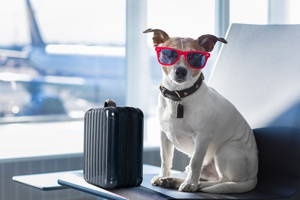 Holidays with your pet villa del mar hotel benidorm Holidays with your pet villa del mar hotel benidorm